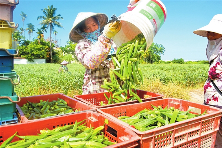 秋葵豐收富農(nóng)家